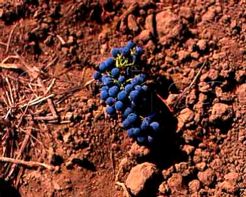 Bunch of Merlot grapes lying on the soil of vineyard   on the Rutherford Bench   Frogs Leap Winery Rutherford Napa Co California