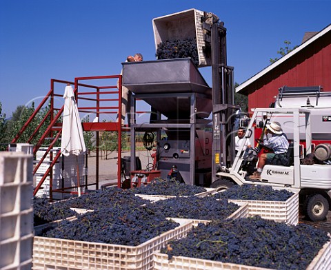 Merlot grapes being tipped into the   crusherdestemmer at Frogs Leap Winery   Rutherford Napa Co California