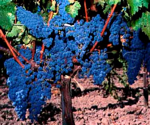 Cabernet Sauvignon grapes of Leeds Ranch   Rutherford Napa Co California