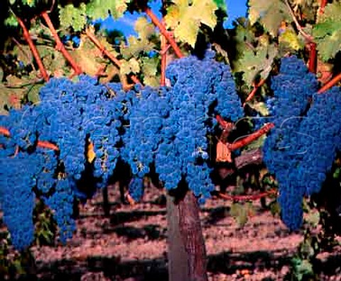 Cabernet Sauvignon grapes of Leeds Ranch Rutherford   Napa Valley California USA