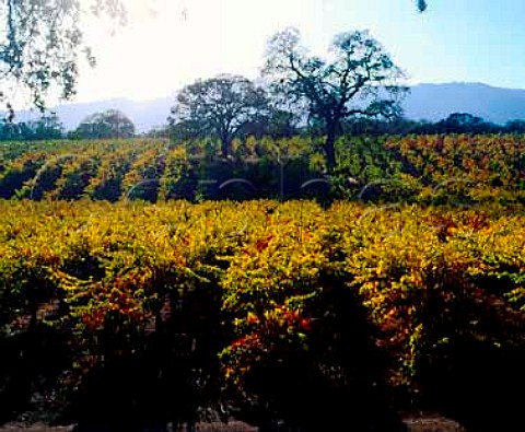 BRCohn Vineyards Glen Ellen Sonoma Co   California USA