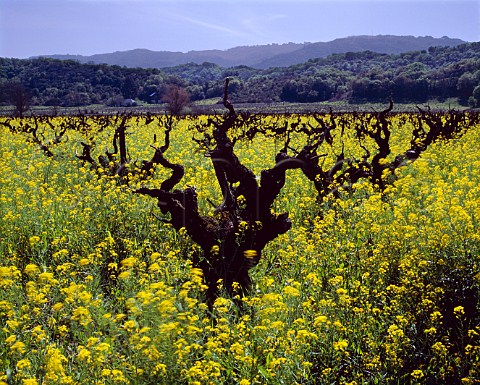 Springtime mustard amidst 100year old Zinfandel   vines of Pagani Ranch adjacent to Wellington   Vineyards south of Kenwood Sonoma Co California   Sonoma Valley