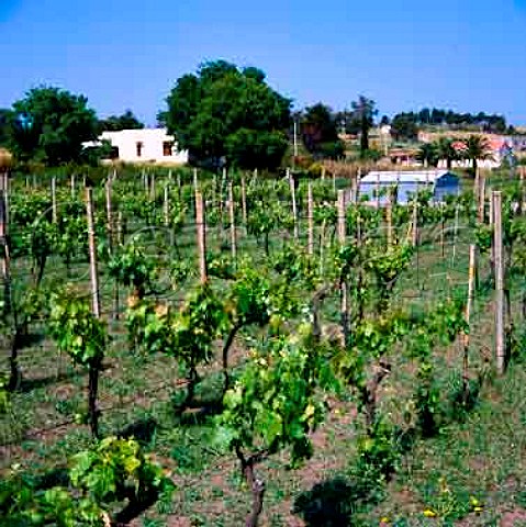 Vineyard on the island of Vulcano one of the   Aeolian Islands Lipari Islands off the coast of   Sicily  9313 17