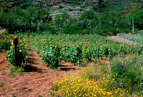 Malvasia vines of Hauner Estate on the   island of Salina one of the Aeolian   Islands off the Sicilian coast Malvasia   delle Lipari 931617