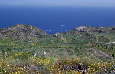 Malvasia vineyard of Hauner Estate on Salina one of the Aeolian Islands near Sicily  Malvasia delle Lipari
