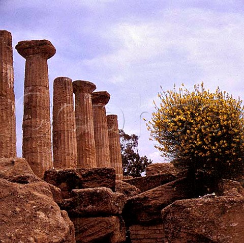 Temple of Hercules ca 500 BC in the Valley of   Temples Agrigento Sicily