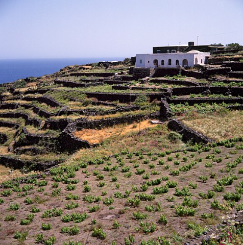Vineyard and old terraces at Punta Spadillo on the   island of Pantelleria off Sicily Italy