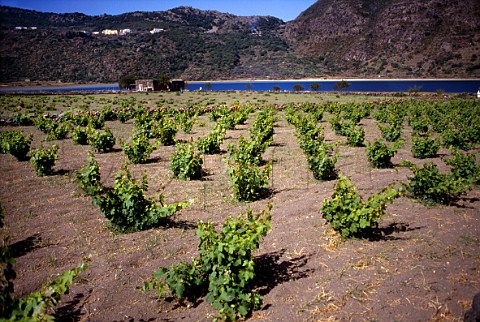 Vineyard alongside the volcanic lake of   Specchio di Venere on the island of   Pantelleria off the coast of Sicily      Italy