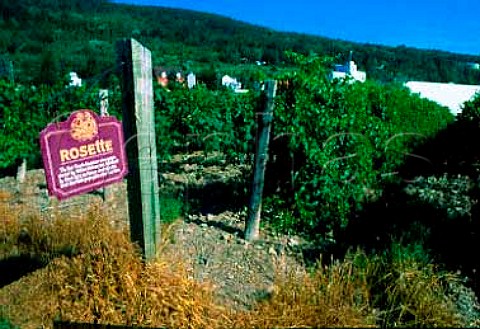 Vineyard of Rosette vines belonging to   Widmer Wine Cellars Naples New York   state USA