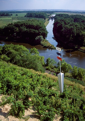 Vineyard of Chateau Melnik above the   confluence of the Vitava and Labe Elbe   rivers Melnik Bohemia Czech Republic