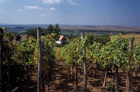 Vineyards on the northern edge of the   Szekszard wine region Hungary