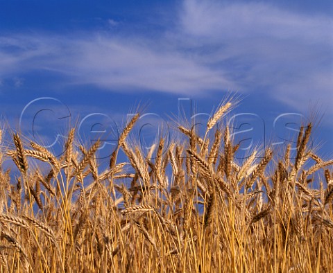 Ripe barley