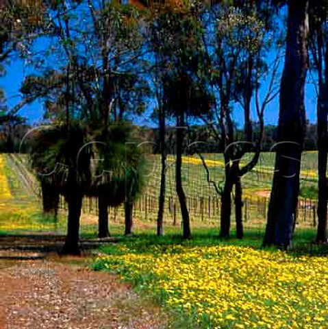 Spring flowers by vineyard of Vasse Felix   Wilyabrup Western Australia   Margaret River