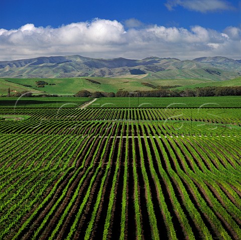 Montanas Brancott Estate vineyards very green due   to unseasonal summer rain  Marlborough New Zealand