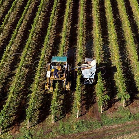 Montanas Brancott Estate vineyard  machine   harvesting of Sauvignon Blanc grapes    Marlborough   New Zealand