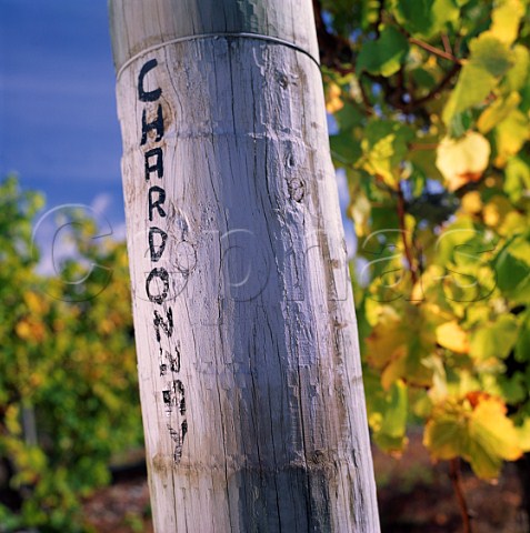 Strainer post in Chardonnay vines of Riverbrook Vineyard a Cloudy Bay contract grower   Marlborough New Zealand