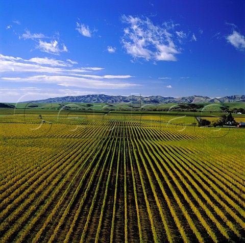 Montanas Brancott Estate vineyards in early autumn   Marlborough New Zealand