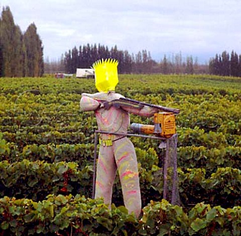 Scarecrow in Riverbrook Vineyard  a Cloudy Bay   contract grower at Rapaura Marlborough New Zealand