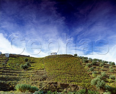 Terraced vineyards in the Axarquia region east of   Malaga Andaluca Spain