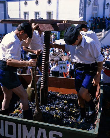 Ceremonial treading of grapes at the Palmela harvest   festival Portugal