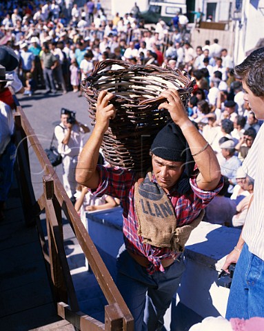 Bringing grapes for treading at the Palmela   harvest festival Portugal