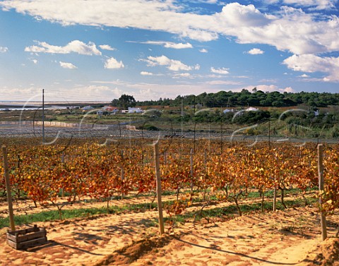 Vineyard at Luz de Tavira Algarve Portugal