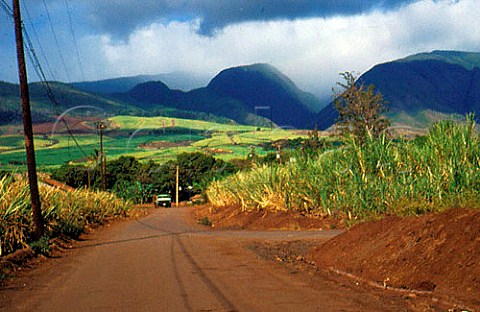 Sugarcane fields Maui Island Hawaii   USA