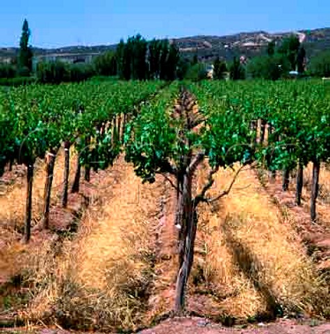 Vines trained on the Geneva Double Curtain trellis   system with cover crop growing in between the rows   Bodegas Trapiche  owned by Penaflor at Maipu   Mendoza Argentina