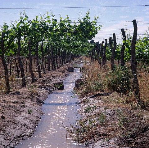 Irrigation channel in vineyard of Bodegas Trapiche    owned by Peaflor    Mendoza Argentina
