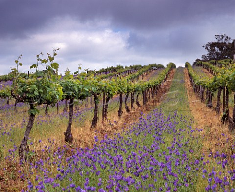 Shiraz vines over 100 years old and spring flowers  in vineyard of Wendouree Cellars near Clare South  Australia Clare Valley  