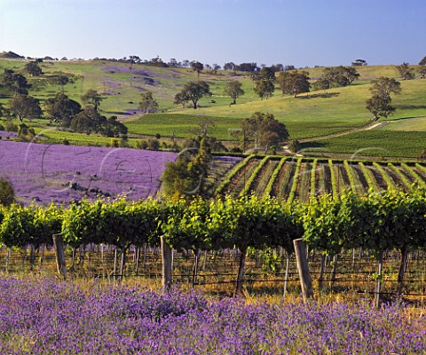 Spring flowers around vineyards on Mountadam Estate    on the High Eden Ridge east of the Barossa Valley   South Australia
