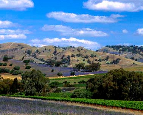 Vineyard of Charles Melton Wines near Lyndoch South   Australia Barossa Valley