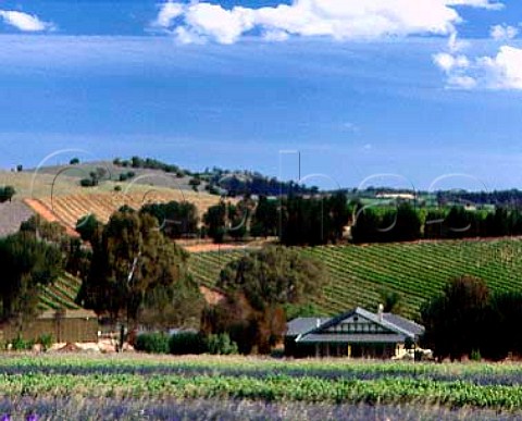 Vineyards near Lyndoch South Australia Barossa   Valley