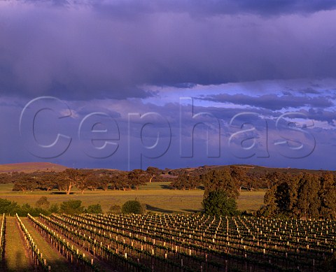 Pikes Polish Hill River vineyards Clare South   Australia Clare Valley