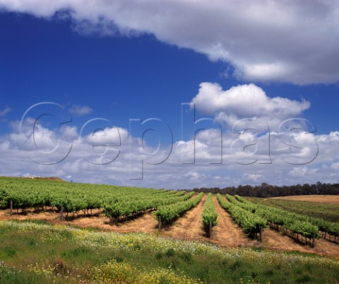 Vineyards of Goundrey Wines Mount Barker Western Australia Lower Great Southern