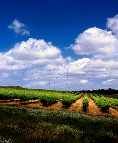 Vineyards of Goundrey Wines Mount Barker   Western Australia    Lower Great Southern