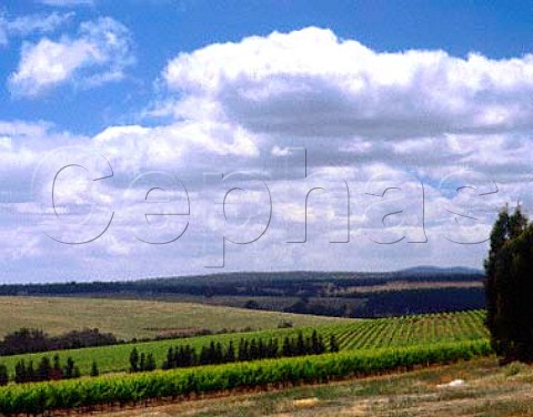 Vineyards of Goundrey Wines Mount Barker Western   Australia Lower Great Southern