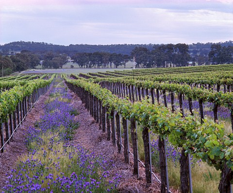 Organic vineyard of Penfolds in the Clare Valley   South Australia