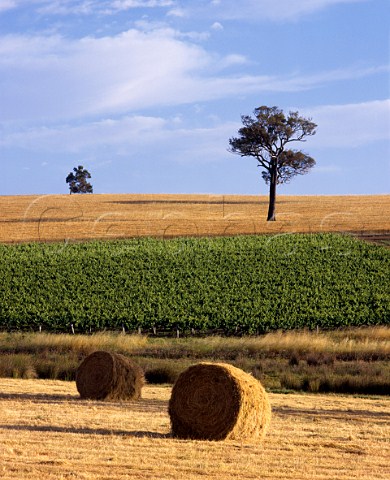 Vineyard near Mount Barker Western Australia   Lower Great Southern