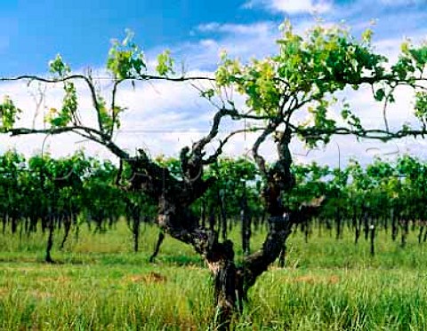 Old Shiraz vines of Wynns  the first planted in   Coonawarra South Australia