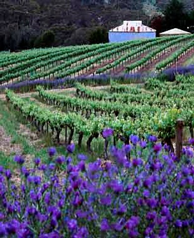 Vineyard of Mitchell Cellars near Sevenhill   South Australia    Clare Valley
