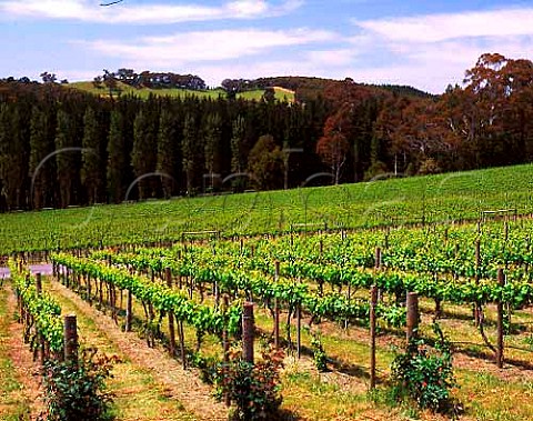 Petaluma Vineyards in the Piccadilly Valley east of   Adelaide South Australia   Adelaide Hills