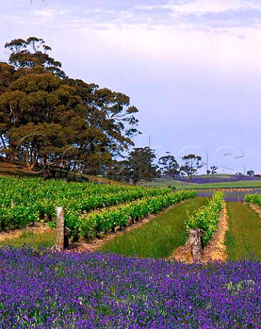 Spring flowers border vineyard of Henschke in the   Eden Valley South Australia  Eden Valley