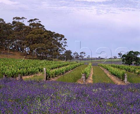 Spring flowers border vineyard of Henschke in the   Eden Valley South Australia     Eden Valley