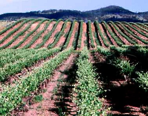 StHallett Old Block Shiraz vineyard Tanunda South   Australia Barossa Valley