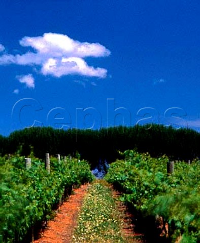 Vineyard of Salitage Winery Pemberton   Western Australia