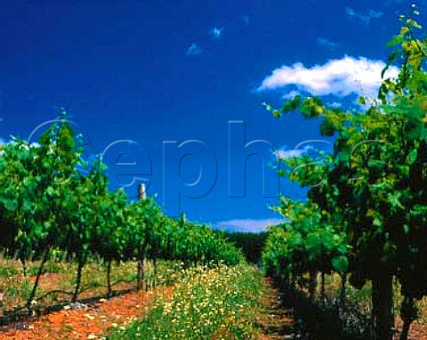 Vineyard of Salitage Winery Pemberton Western   Australia