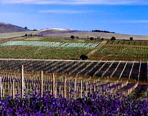 New vineyards of Leasingham carpeted with spring   flowers Clare Valley South Australia