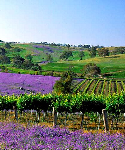 Spring flowers surround the vineyards of Mountadam   Estate on the High Eden Ridge   east of the Barossa Valley South Australia     Eden Valley