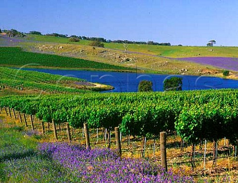 Spring flowers alongside vineyard on the Mountadam   Estate on the High Eden Ridge to the east of the   Barossa Valley South Australia  Eden Valley